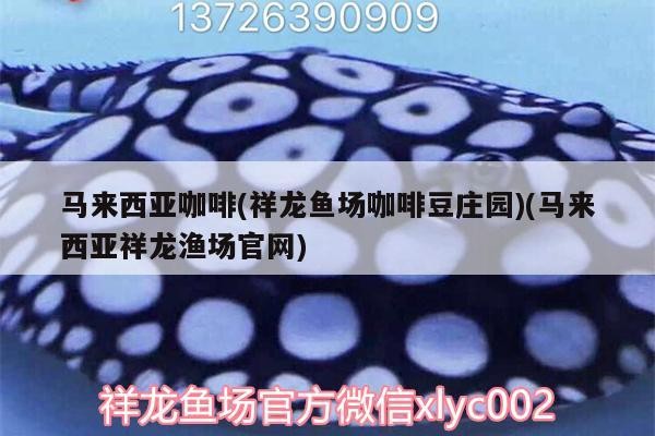 馬來(lái)西亞咖啡(祥龍魚(yú)場(chǎng)咖啡豆莊園)(馬來(lái)西亞祥龍漁場(chǎng)官網(wǎng))