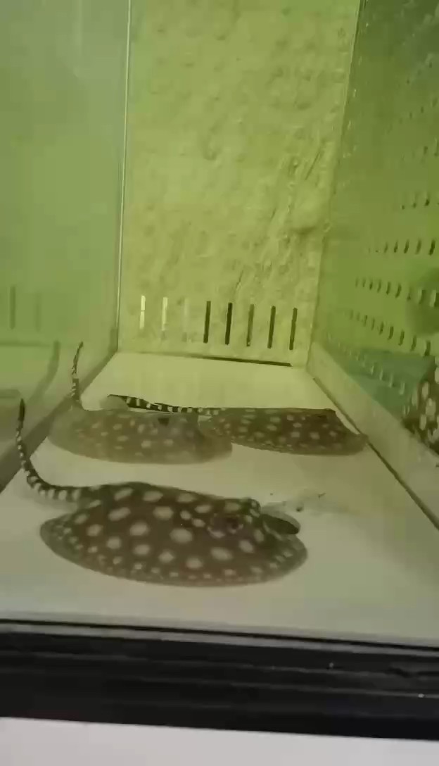 1.2米魚缸繁殖魟魚