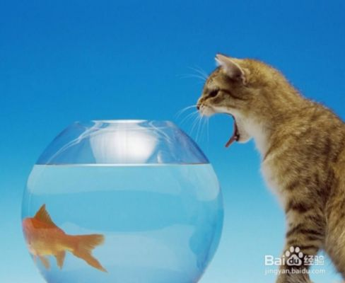 大魚缸怎么樣才能移動過來：移動大魚缸搬運中的常見誤區(qū)在搬運中的常見誤區(qū)和技巧