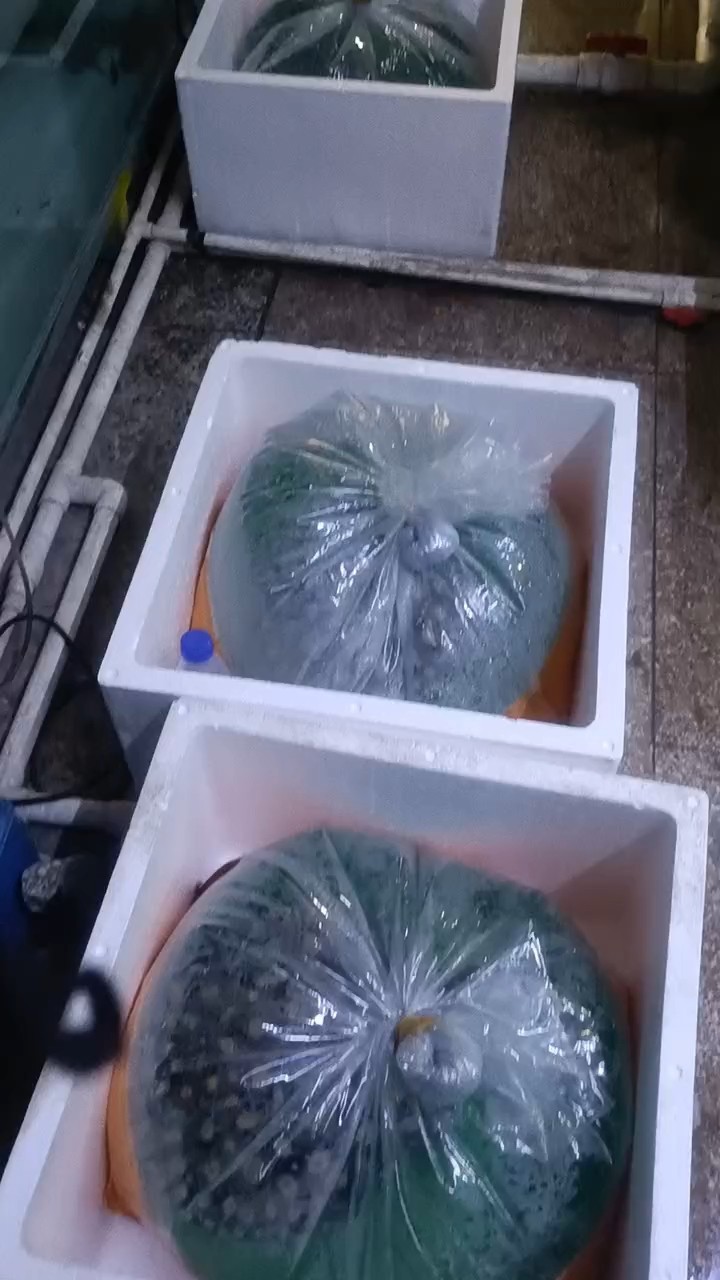 發走，平安喜樂