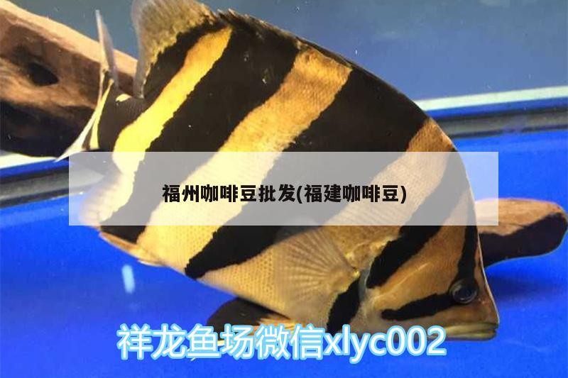 福州咖啡豆批發(福建咖啡豆)