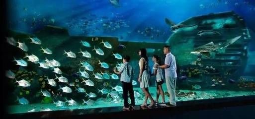 龍巖水族館vs祥龍魚場（龍巖水族館一三五七養魚新手也能養好魚祥龍魚場）
