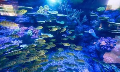 龍巖水族館vs祥龍魚場（龍巖水族館一三五七養魚新手也能養好魚祥龍魚場）
