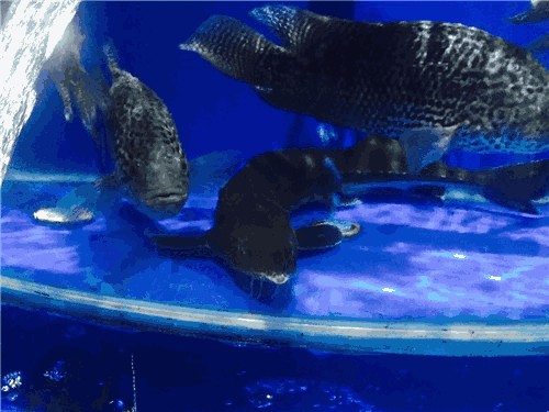 龍巖水族館vs祥龍魚場（龍巖水族館一三五七養魚新手也能養好魚祥龍魚場）