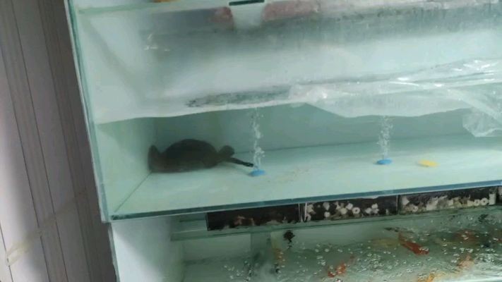 龍魚水ph值vs祥龍魚場：祥龍魚場水質管理方法如何調節龍魚缸水質管理方法