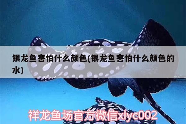 魚缸用增氧泵價格是多少:魚缸增氧機-xtrac增氧機-xtrac增氧機 銀龍魚害怕什么顏色(銀龍魚害怕什么顏色的水) 銀龍魚百科 銀龍魚害怕什么顏色(銀龍魚害怕什么顏色的水) 銀龍魚害怕什么顏色(銀龍魚害怕什么顏色的水) 銀龍魚百科