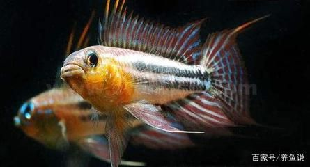 觀賞魚什么季節(jié)繁殖好（觀賞魚的繁殖生物學(xué)研究）