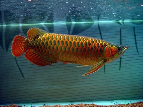 紅龍魚 產(chǎn)地 印尼 哪個(gè)省最多的：印尼紅龍魚的產(chǎn)地和主要分布地區(qū)