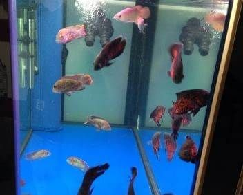 濰坊龍魚vs祥龍魚場（探討濰坊龍魚與祥龍魚場之間的差異之前，我們需要明確兩個概念）