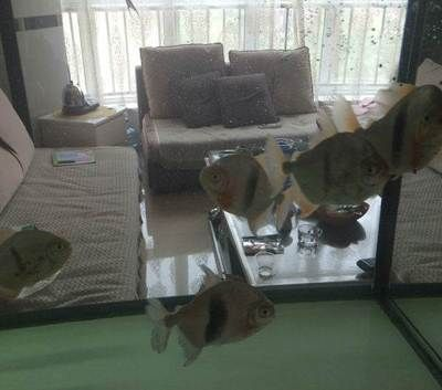 濰坊龍魚vs祥龍魚場（探討濰坊龍魚與祥龍魚場之間的差異之前，我們需要明確兩個概念）