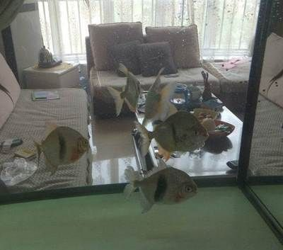 濰坊龍魚vs祥龍魚場（探討濰坊龍魚與祥龍魚場之間的差異之前，我們需要明確兩個概念）