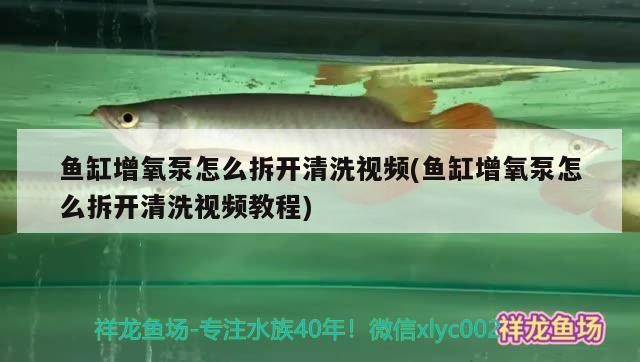 魚缸換水為什么要靜置（魚缸換水為什么要加鹽）