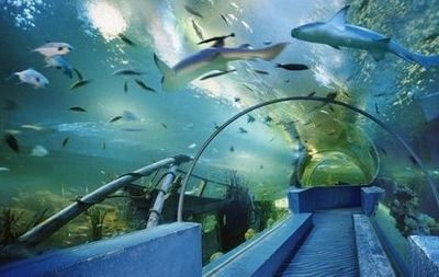 鎮江水族館vs祥龍魚場(鎮江水族館和祥龍魚場哪個好) 全國水族館企業名錄 第6張 鎮江水族館vs祥龍魚場(鎮江水族館和祥龍魚場哪個好) 鎮江水族館vs祥龍魚場(鎮江水族館和祥龍魚場哪個好) 全國水族館企業名錄 第6張