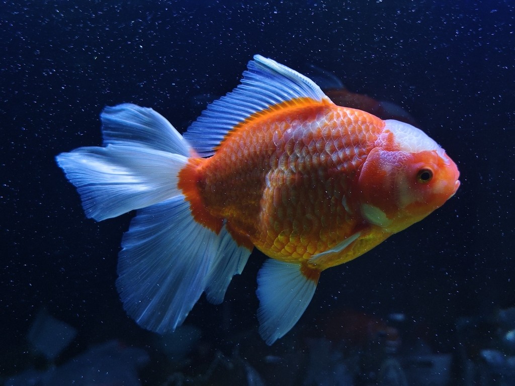 求魚問道