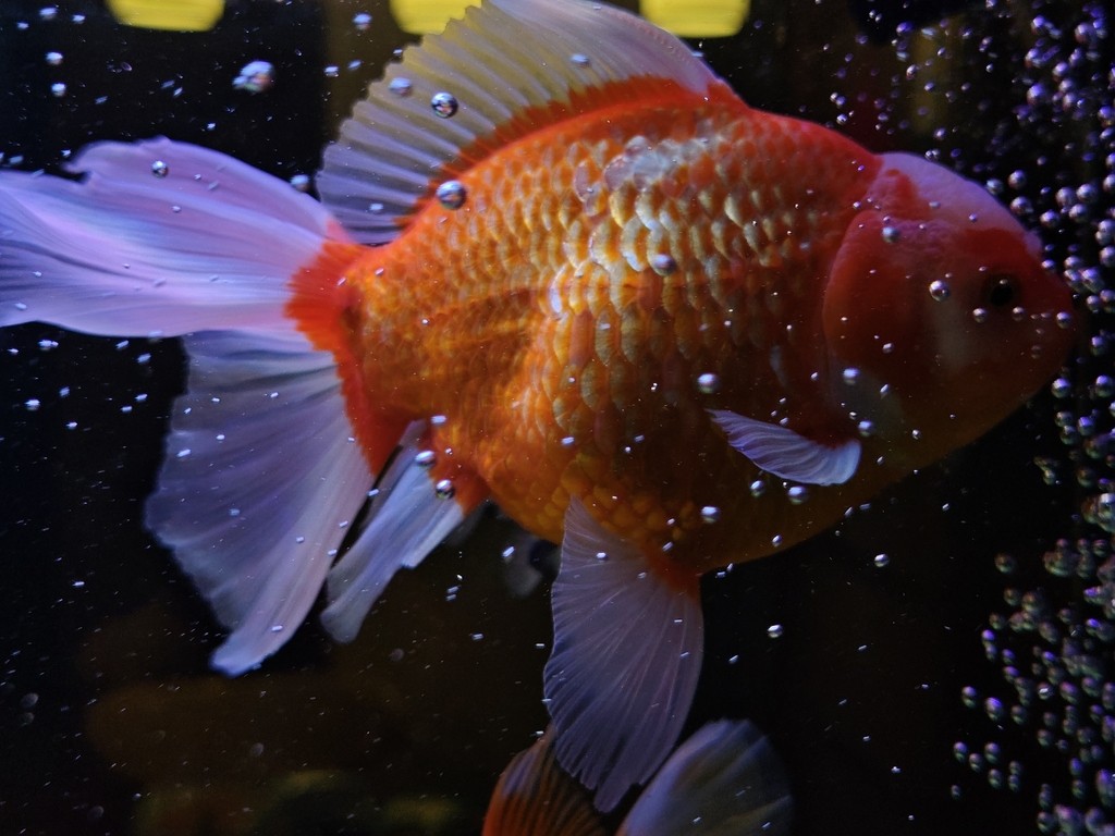 求魚問道