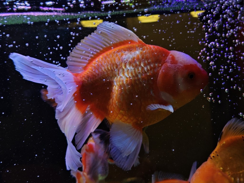 求魚問道
