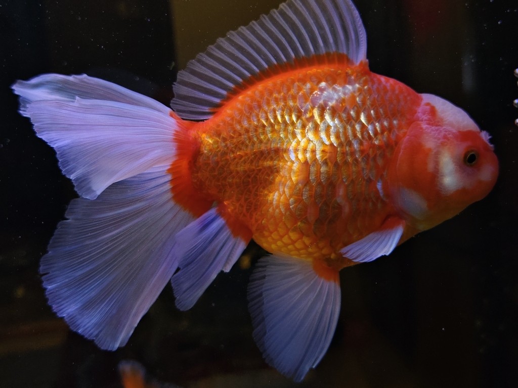 求魚問道