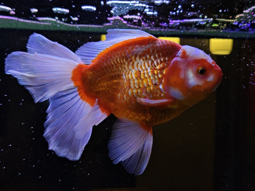 求魚問道