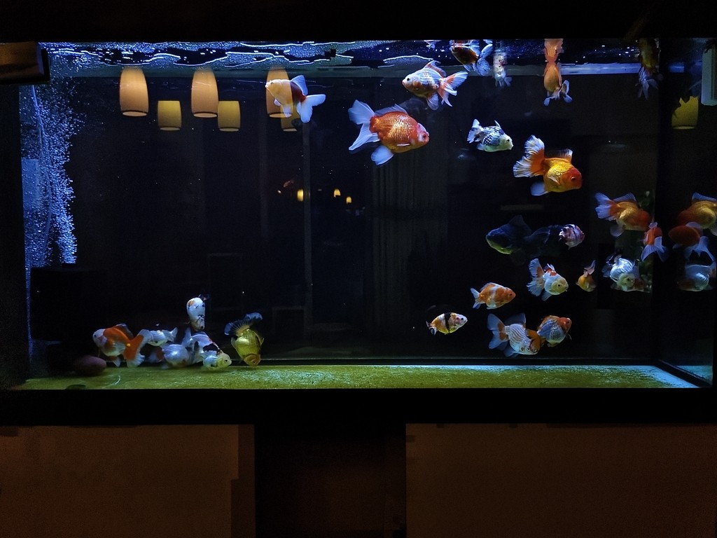 求魚問道