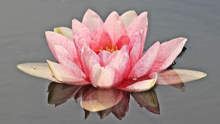龍魚咬了怎么辦vs祥龍魚場(chǎng)：龍魚咬了怎么辦vs祥龍魚場(chǎng)售后服務(wù)龍魚咬人原因分析