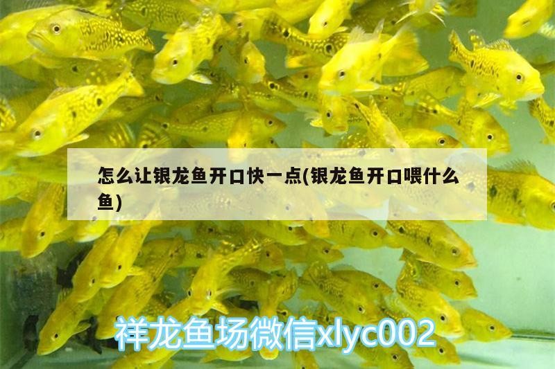怎么讓銀龍魚開口快一點(銀龍魚開口喂什么魚)