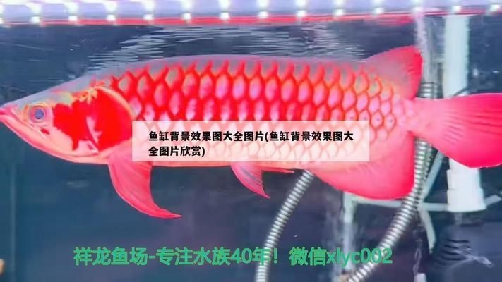 龍魚尾巴打爛了要多久才能恢復(fù)正常vs祥龍魚場：祥龍魚場龍魚尾巴受傷后的護理方法祥龍魚場龍魚品種介紹