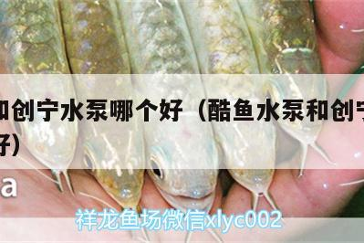 酷魚和創寧水泵哪個好（酷魚水泵和創寧水泵哪個好） 酷魚和創寧水泵哪個好（酷魚水泵和創寧水泵哪個好） 創寧水族