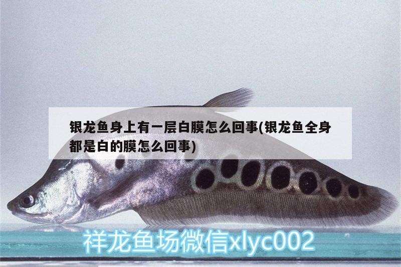 銀龍魚身上有一層白膜怎么回事(銀龍魚全身都是白的膜怎么回事) 銀龍魚身上有一層白膜怎么回事(銀龍魚全身都是白的膜怎么回事) 銀龍魚百科