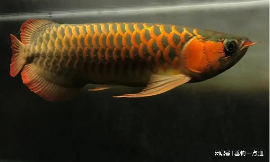 紅龍魚用什么濾材比較好釣：紅龍魚用什么濾材比較好紅龍魚用什么濾材比較好
