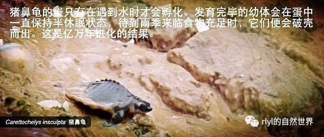 豬鼻龜的品種：關于豬鼻龜的一些詳細信息