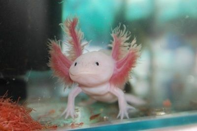 龍魚腸胃炎怎么辦