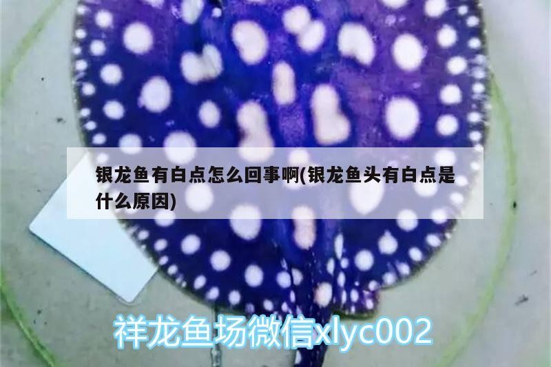 銀龍魚有白點怎么回事啊(銀龍魚頭有白點是什么原因)