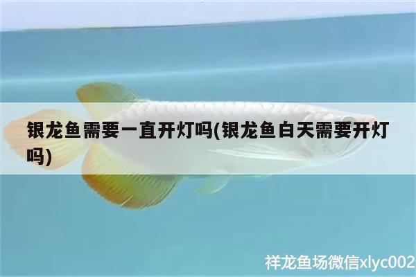 銀龍魚(yú)需要一直開(kāi)燈嗎(銀龍魚(yú)白天需要開(kāi)燈嗎)