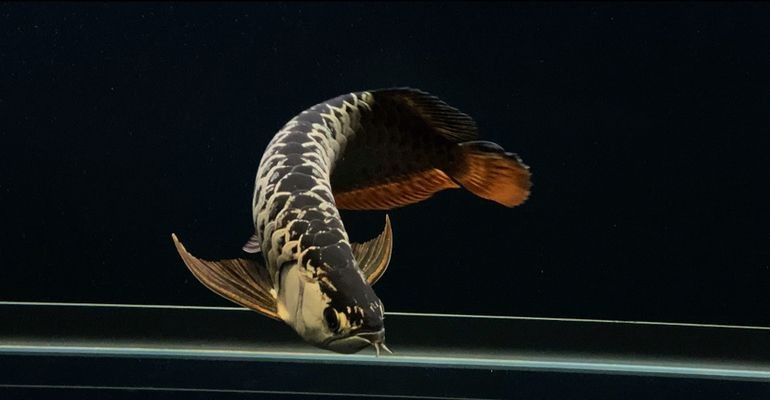 如何給龍魚換魚缸vs祥龍魚場：祥龍魚場評價龍魚換缸注意事項