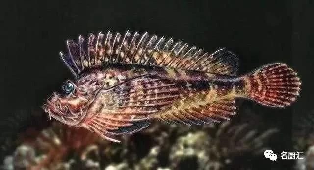 虎魚掉鱗怎么回事：虎魚掉鱗可能由以下幾個原因引起：水質問題是導致虎魚掉鱗的一個重要原因