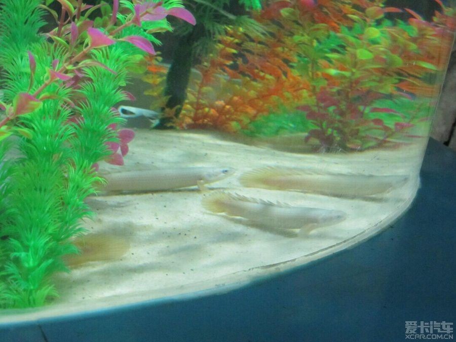 鄂州龍魚vs祥龍魚場（鄂州龍魚養殖場所生產的龍魚可能指的是祥龍金頭過背金龍）