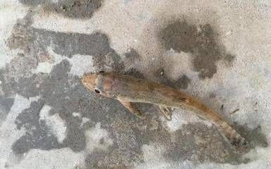 虎魚吃完泥鰍都吐出來怎么辦：虎魚吃完泥鰍吐出來怎么辦