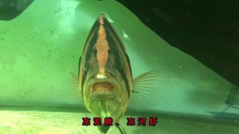 虎魚吃完泥鰍都吐出來怎么辦：虎魚吃完泥鰍吐出來怎么辦