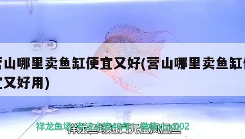 營山哪里賣魚缸便宜又好(營山哪里賣魚缸便宜又好用)