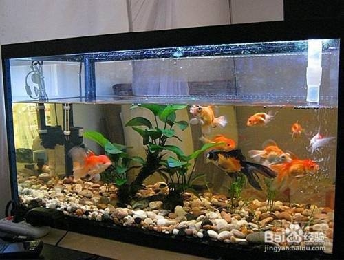 營口南樓鑫燊水族館（營口南樓鑫燊水族館地址）