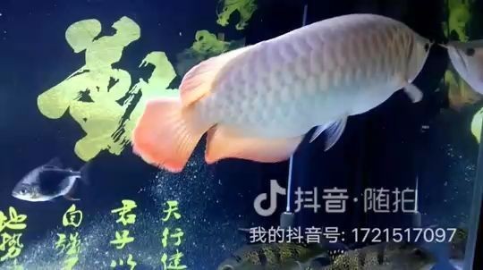 龍魚(yú)尾巴上長(zhǎng)白點(diǎn)怎么治療？vs祥龍魚(yú)場(chǎng)：龍魚(yú)尾巴上長(zhǎng)白點(diǎn)怎么辦
