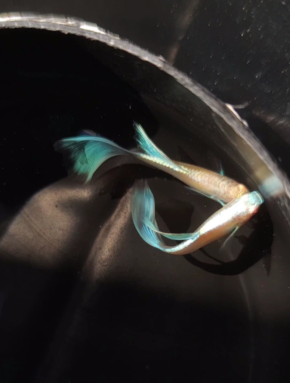 藍白孔雀魚