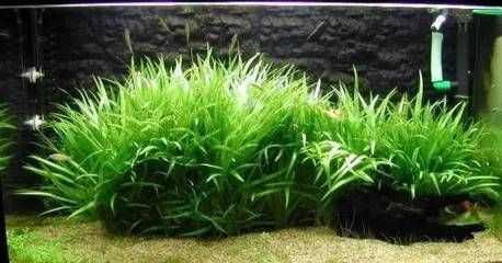 大魚缸水草修剪視頻：魚缸水草修剪技巧