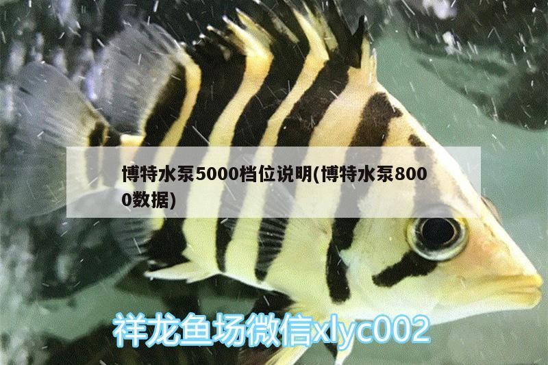 博特水泵5000檔位說明(博特水泵8000數據)