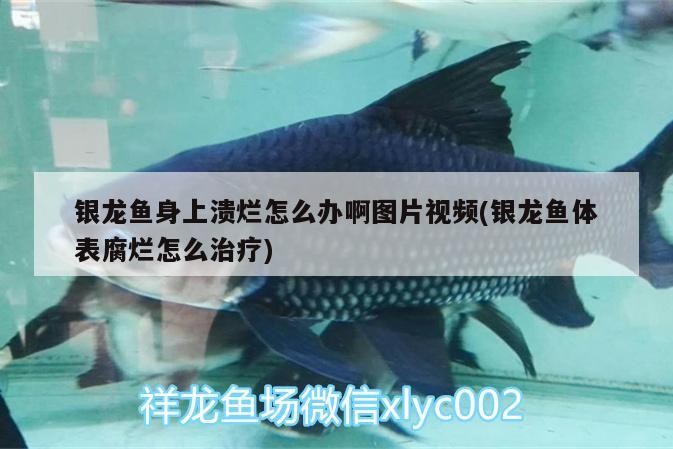 銀龍魚身上潰爛怎么辦啊圖片視頻(銀龍魚體表腐爛怎么治療)