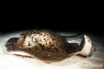 魟魚會刺傷別的魚嗎為什么會死：為什么[需手動填充]魚會刺傷別的魚