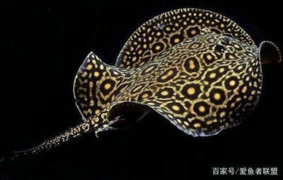 魟魚會刺傷別的魚嗎為什么會死：為什么[需手動填充]魚會刺傷別的魚