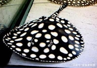 魟魚會刺傷別的魚嗎為什么會死：為什么[需手動填充]魚會刺傷別的魚