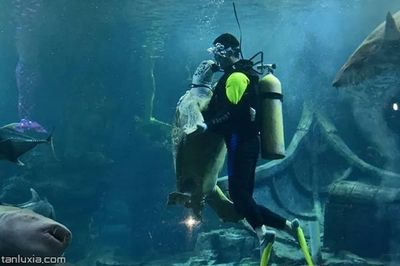 魟魚倒立正常么：魚倒立正常么，