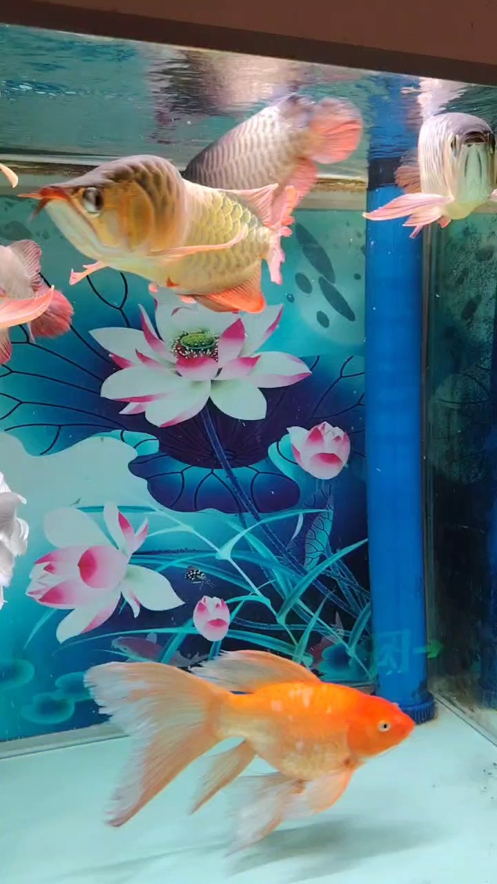 養夠了，路過魚缸三百遍，從不正眼望一下，水好長時間不換，魚都生水虱子了，撈出來高壓水槍個個沖一遍，都收搞利索了。